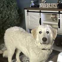 Thumbnail photo of Nova #1