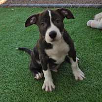 adopt-pet