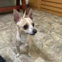 Thumbnail photo of Mojo #2