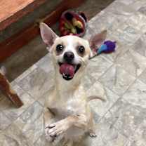 Thumbnail photo of Mojo #3