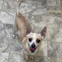 Thumbnail photo of Mojo #1