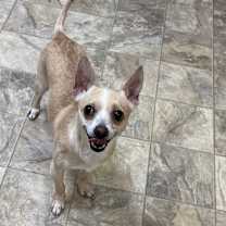 Thumbnail photo of Mojo #4