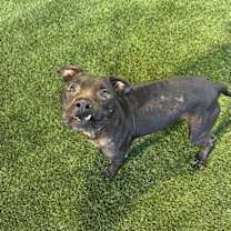 adopt-pet