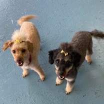 Thumbnail photo of Phyllis #2