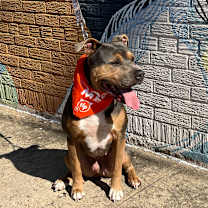 Thumbnail photo of Smuggler #1