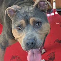 Thumbnail photo of Smuggler #2