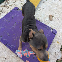 Thumbnail photo of Smuggler #3