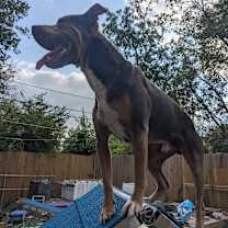 Thumbnail photo of Smuggler #4