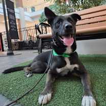 Thumbnail photo of Otto - Courtesy Post #2