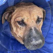adopt-pet
