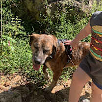 Thumbnail photo of Tigger #4