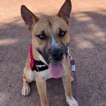 adopt-pet