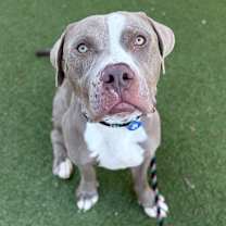 adopt-pet