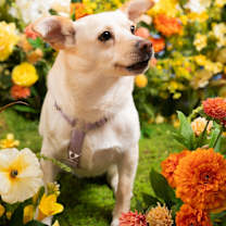 Thumbnail photo of Victor #3