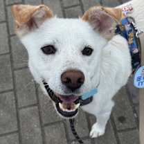adopt-pet