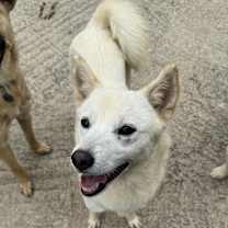 adopt-pet