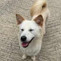 adopt-pet