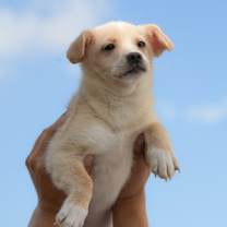 adopt-pet