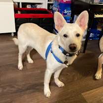 adopt-pet