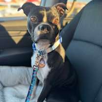 adopt-pet