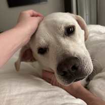 Thumbnail photo of Alfredo #3