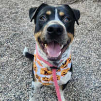 adopt-pet