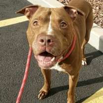 adopt-pet
