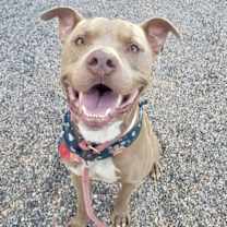 adopt-pet