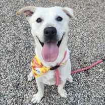 adopt-pet