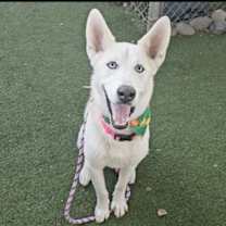 adopt-pet