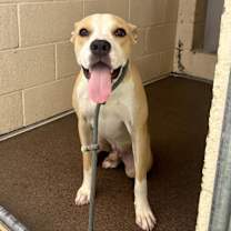 adopt-pet