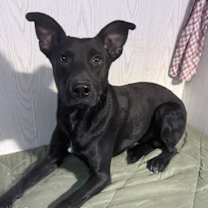 Thumbnail photo of WISDOM #1