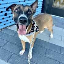 adopt-pet