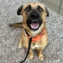 adopt-pet