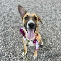 adopt-pet