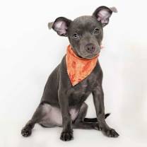 adopt-pet