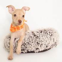 adopt-pet