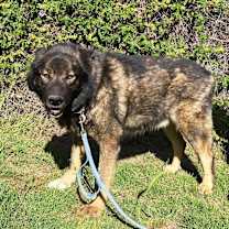 Thumbnail photo of Jake #1