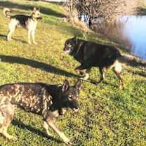 Thumbnail photo of Jake #4