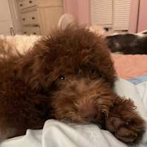 Thumbnail photo of Roni #1