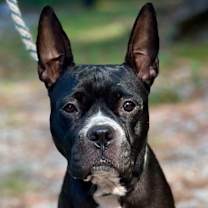 Thumbnail photo of Toto #1