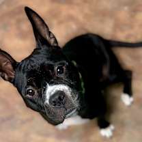 Thumbnail photo of Toto #2