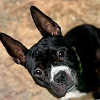 Thumbnail photo of Toto #3