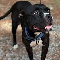 Thumbnail photo of Toto #4