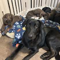 Thumbnail photo of Titus & Tyson #1