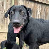 Thumbnail photo of Titus & Tyson #2