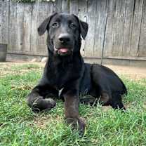 Thumbnail photo of Titus & Tyson #4