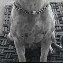 Thumbnail photo of Chief #2