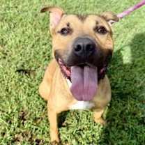 Thumbnail photo of DA 15 Keylo #2