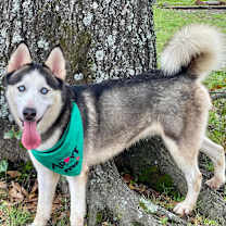 Thumbnail photo of Spike JuM #2